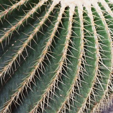 Macro du vendredi: Cactus