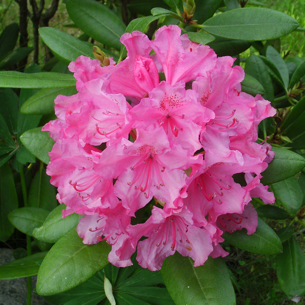 Magnifique rhododendron