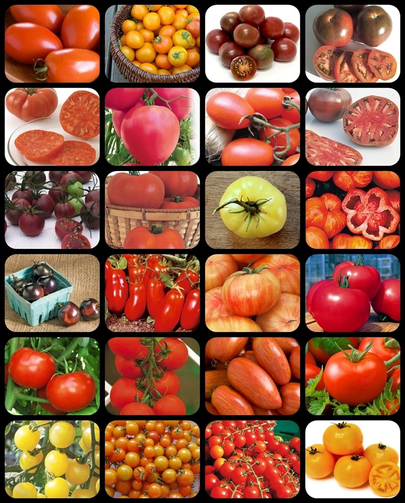 24 tomates
