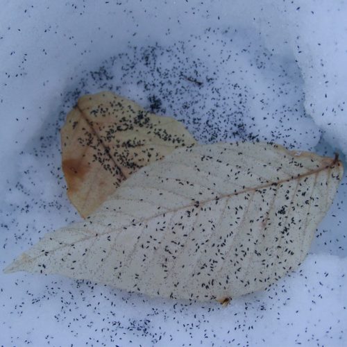 Collemboles communs (Hypogastrura nivicola) ou puces des neiges