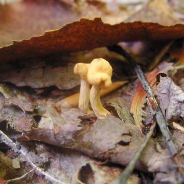Macro du vendredi: Petit champignon