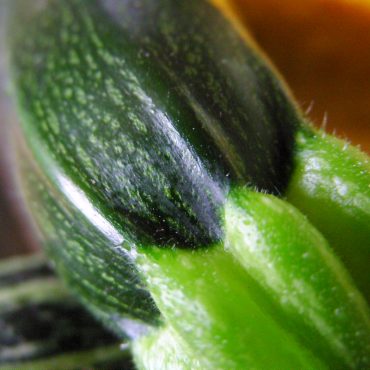 courgette macro