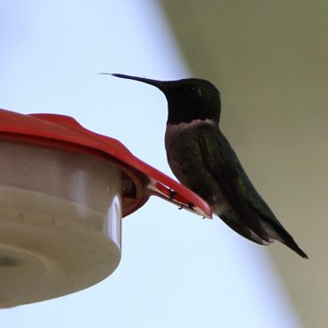Nature du dimanche: Langue de colibri